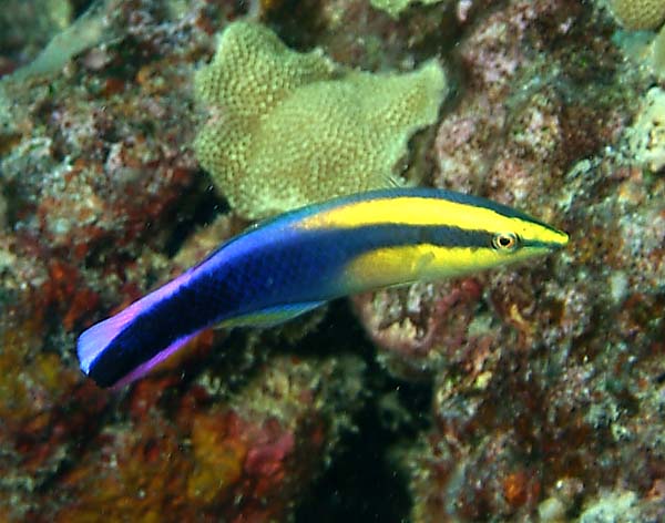 LABROIDES PHTHIROPHAGUS